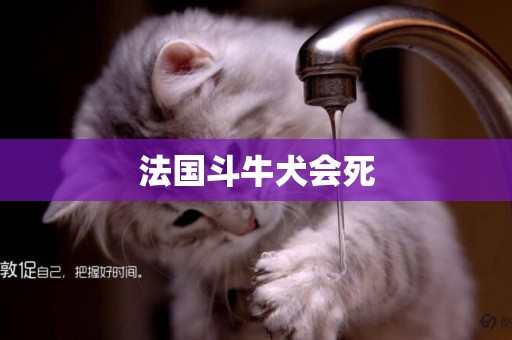 法國斗牛犬會死