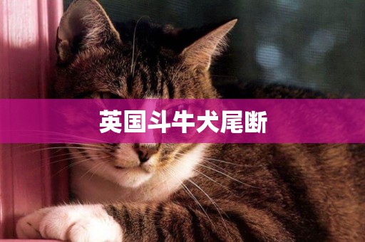 英國斗牛犬尾斷