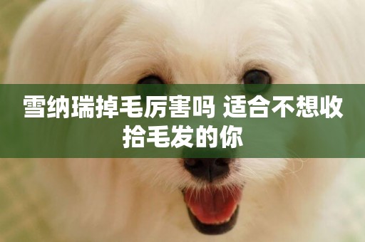 雪納瑞掉毛厲害嗎 適合不想收拾毛發的你