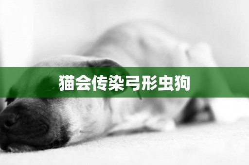 貓會傳染弓形蟲狗