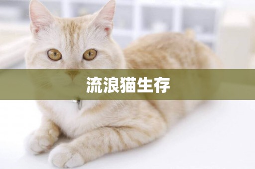 流浪貓生存