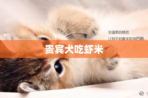 貴賓犬吃蝦米