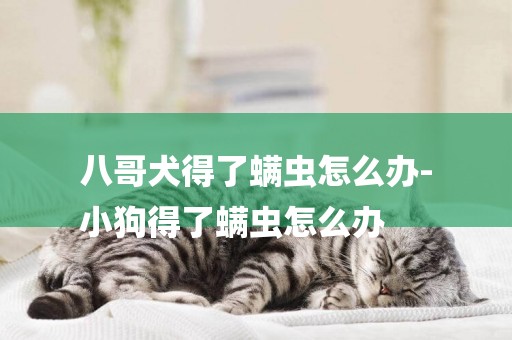 八哥犬得了螨蟲怎么辦-
小狗得了螨蟲怎么辦