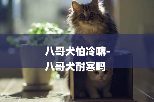 八哥犬怕冷嘛-
八哥犬耐寒嗎