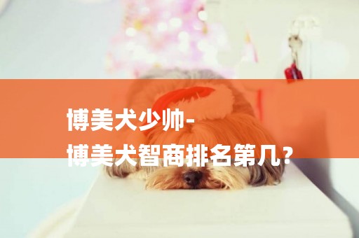 博美犬少帥-
博美犬智商排名第幾？