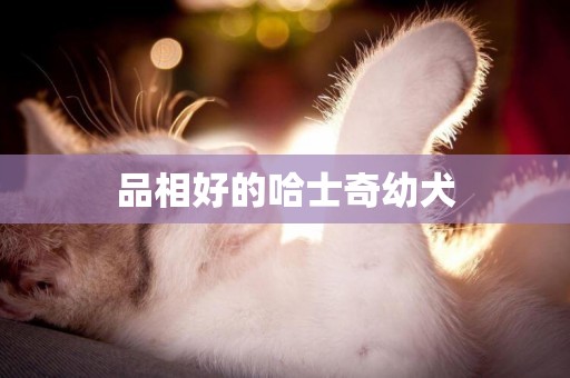 品相好的哈士奇幼犬