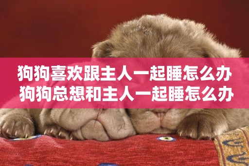 狗狗喜歡跟主人一起睡怎么辦 狗狗總想和主人一起睡怎么辦