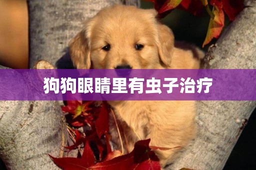 狗狗眼睛里有蟲子治療