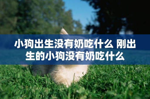 小狗出生沒有奶吃什么 剛出生的小狗沒有奶吃什么