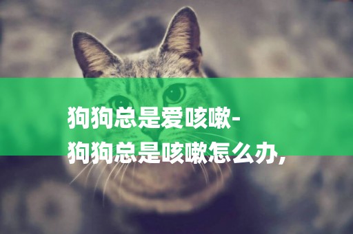狗狗總是愛咳嗽-
狗狗總是咳嗽怎么辦,