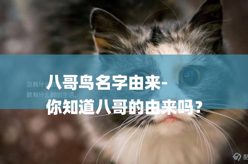 八哥鳥名字由來-
你知道八哥的由來嗎？