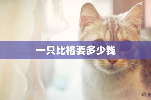 一只比格要多少錢