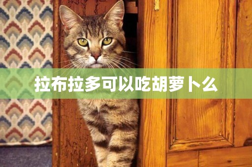 拉布拉多可以吃胡蘿卜么
