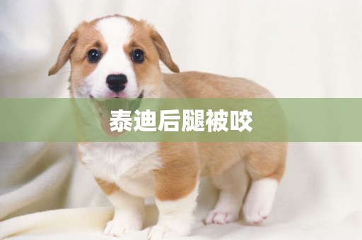 泰迪后腿被咬