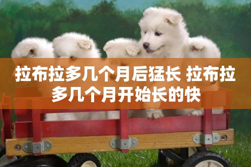 拉布拉多幾個月后猛長 拉布拉多幾個月開始長的快