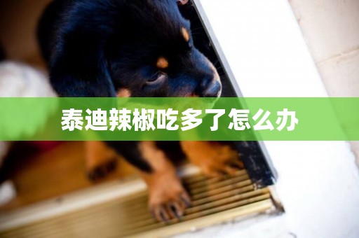 泰迪辣椒吃多了怎么辦
