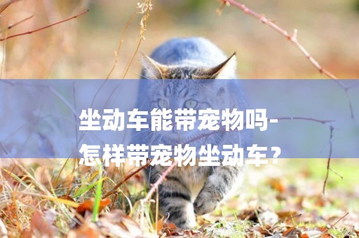 坐動車能帶寵物嗎-
怎樣帶寵物坐動車？