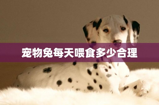 寵物兔每天喂食多少合理