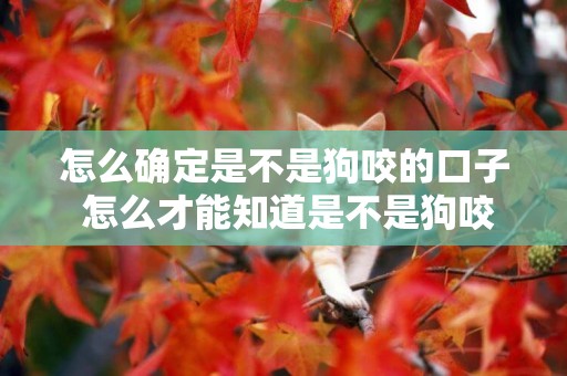 怎么確定是不是狗咬的口子 怎么才能知道是不是狗咬的