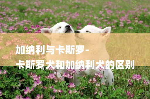 加納利與卡斯羅-
卡斯羅犬和加納利犬的區別