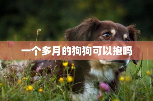一個多月的狗狗可以抱嗎