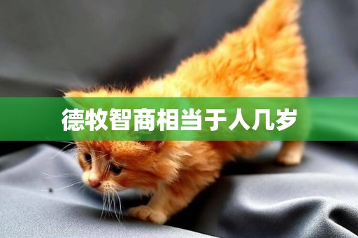 德牧智商相當于人幾歲