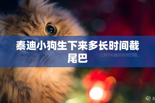 泰迪小狗生下來多長時間截尾巴