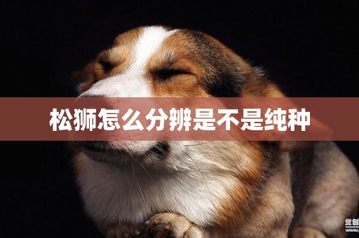 松獅怎么分辨是不是純種