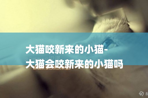 大貓咬新來的小貓-
大貓會咬新來的小貓嗎