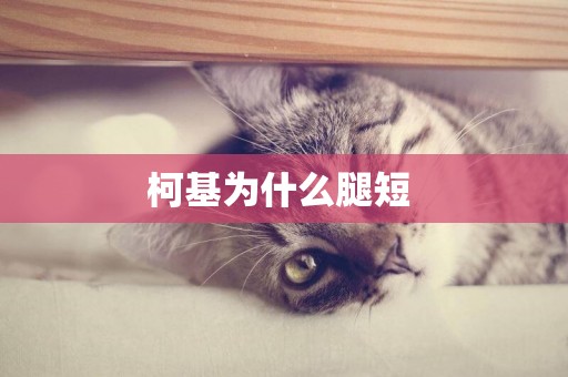 柯基為什么腿短 