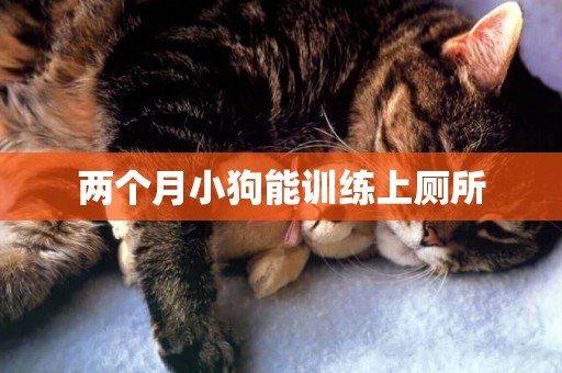 兩個月小狗能訓練上廁所