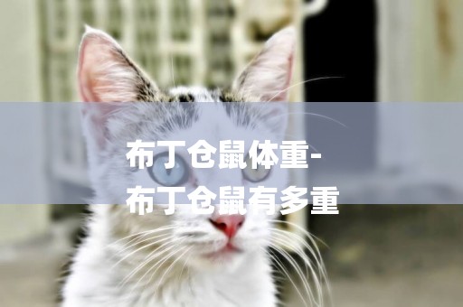 布丁倉鼠體重-
布丁倉鼠有多重