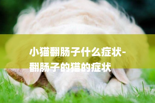 小貓翻腸子什么癥狀-
翻腸子的貓的癥狀