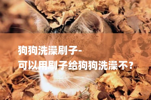 狗狗洗澡刷子-
可以用刷子給狗狗洗澡不？