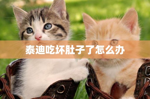 泰迪吃壞肚子了怎么辦