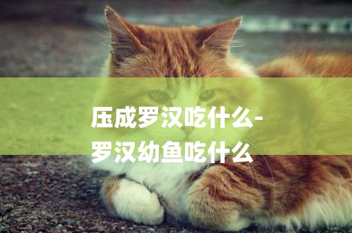 壓成羅漢吃什么-
羅漢幼魚吃什么