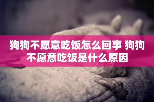 狗狗不愿意吃飯怎么回事 狗狗不愿意吃飯是什么原因