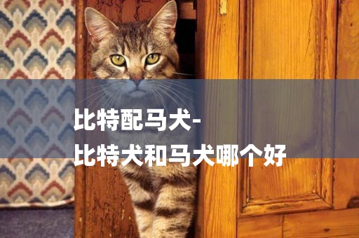 比特配馬犬-
比特犬和馬犬哪個好