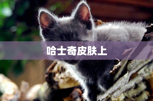 哈士奇皮膚上
