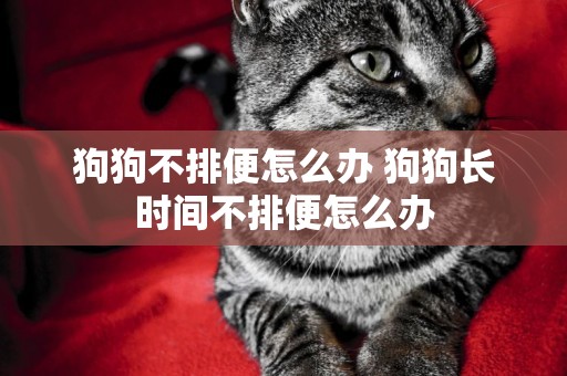 狗狗不排便怎么辦 狗狗長時間不排便怎么辦