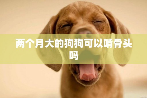 兩個月大的狗狗可以啃骨頭嗎