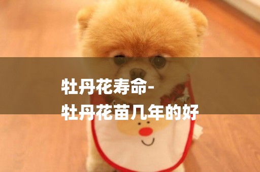 牡丹花壽命-
牡丹花苗幾年的好
