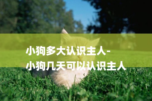 小狗多大認識主人-
小狗幾天可以認識主人