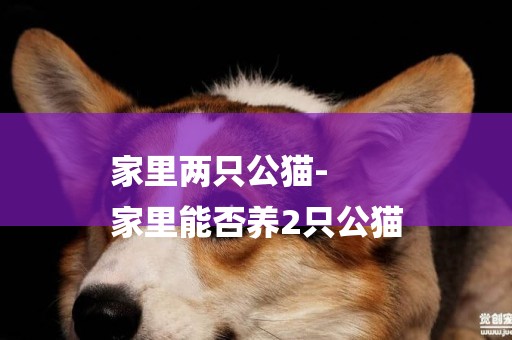 家里兩只公貓-
家里能否養2只公貓