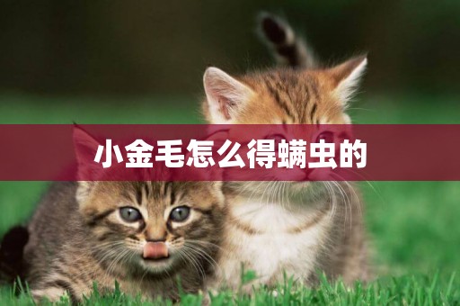 小金毛怎么得螨蟲的