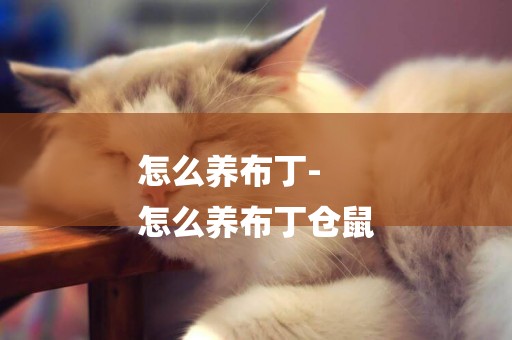 怎么養布丁-
怎么養布丁倉鼠
