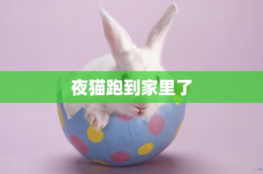 夜貓跑到家里了