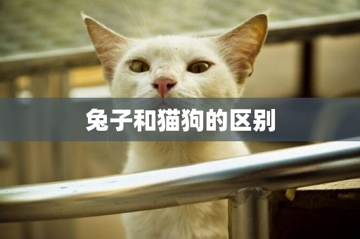 兔子和貓狗的區別