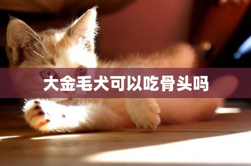 大金毛犬可以吃骨頭嗎