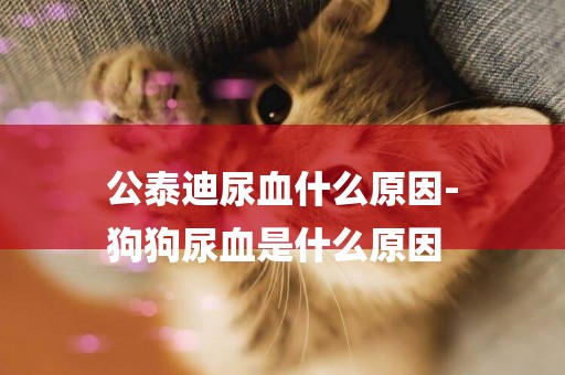 公泰迪尿血什么原因-
狗狗尿血是什么原因